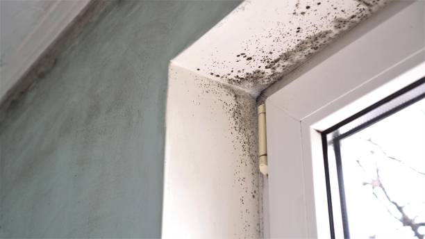 Reliable Milan, NM Mold Removal Solutions