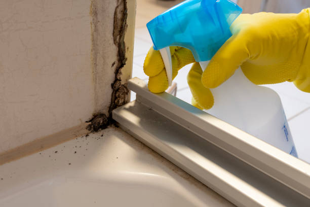 Attic Mold Removal in Milan, NM