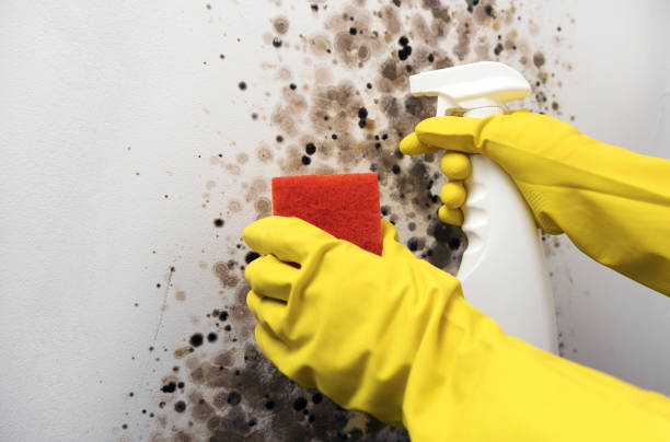 Crawl Space Mold Removal in Milan, NM