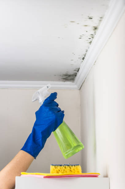 Best Local Mold Removal Service  in Milan, NM