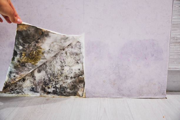 Best Fast Mold Removal  in Milan, NM